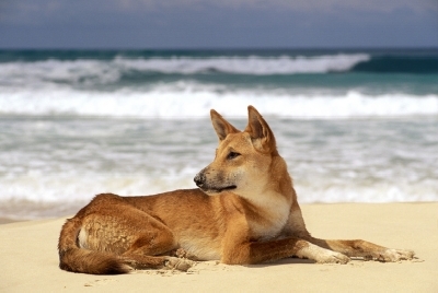 Australien Golfreisen und GolfurlaubAustralien Golfreisen und Golfurlaub